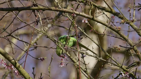 A vibrant green Rose-ringed Parakeet (Psittacula krameri) foraging among spring Stockbeeldmateriaal 332787414