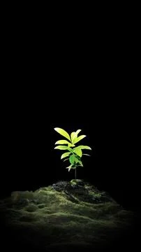 A vibrant green sapling grows from a moss-covered rock against a solid blac.. Stock Photos