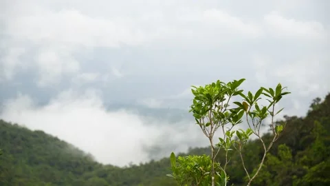 A vibrant green sapling thrives on a mountain peak, overlooking a breathtaking Stock Footage 318966207