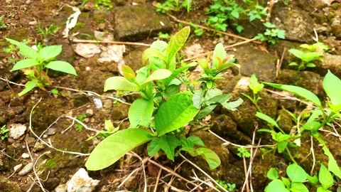 Vibrant green seedling pushing through cracked earth begins its new growth cycle Video stock 327011007