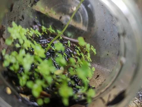 Vibrant Green Sprouts in a Translucent Container Foto stock