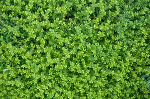 Vibrant green succulent groundcover with tiny yellow tips creating a natura.. Stock Photos