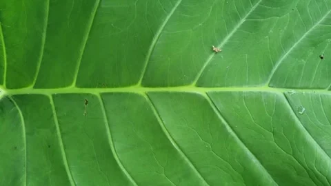 A vibrant green taro leaf Video stock 337459170