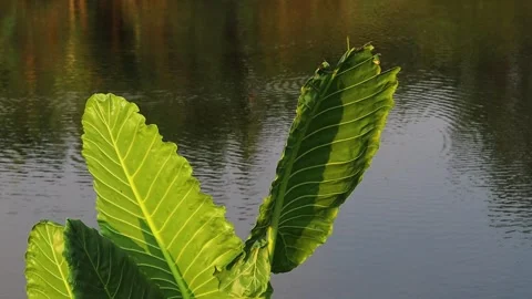 Vibrant Green Taro Leaf Growing by the Lake Stock Footage 346740399