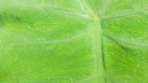 Vibrant Green Taro Leaf Texture, Closeup and Botanical Details Stock Photos