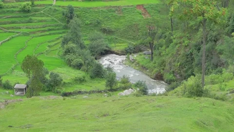 Vibrant Green Terraced Rice Fields and River in Himalayan Valley Stock Footage 312484153