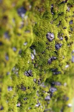 Vibrant green texture of moss growing on gray stone Stock Photos