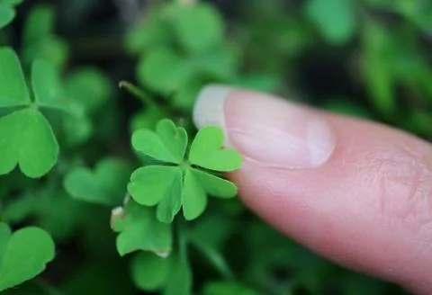 Vibrant green tiny four-leaf clover growing in the backyard 스톡 사진