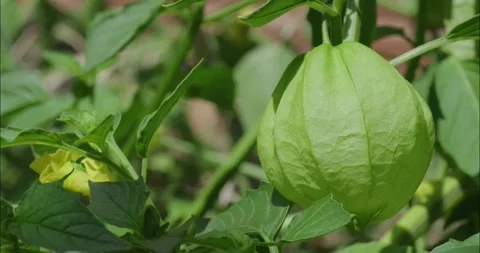 A vibrant green tomatillo grows within its papery husk Stock Footage 327764393