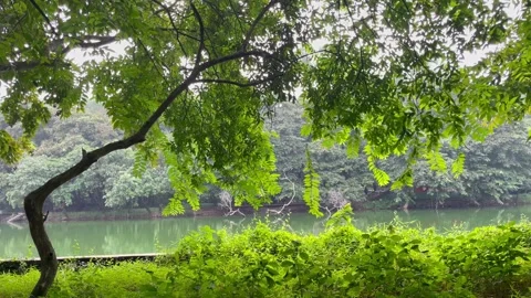 Vibrant green tree canopy leaning over a quiet wilderness lake 库存影片 344807332