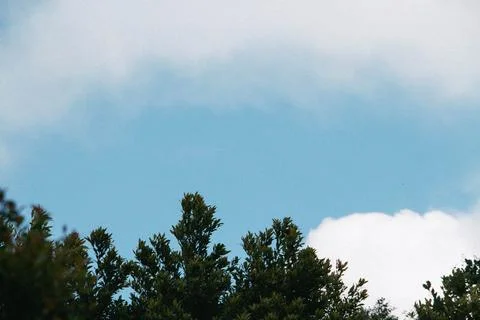 Vibrant Green Tree Canopy Under A Partially Cloudy Sky On A Warm Day Stock Photos