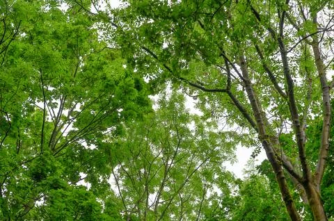 Vibrant green tree canopy viewed from below against a bright sky Fotos Stock
