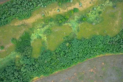 Vibrant green tree crowns on border with textured farmland soil, abstract Foto stock