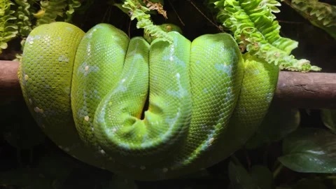 Vibrant Green Tree Python Coiled Tightly on a Jungle Branch 動画素材 311791802
