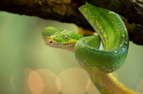 Vibrant Green Tree Python Coiled on a Branch Stockfoto's