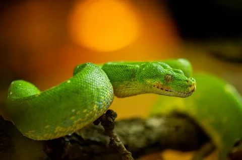 A vibrant green tree python is coiled on a branch, showcasing its striking co Фото