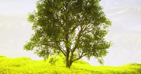 Vibrant green tree standing alone in a sunny meadow during daylight hours Stock Illustration