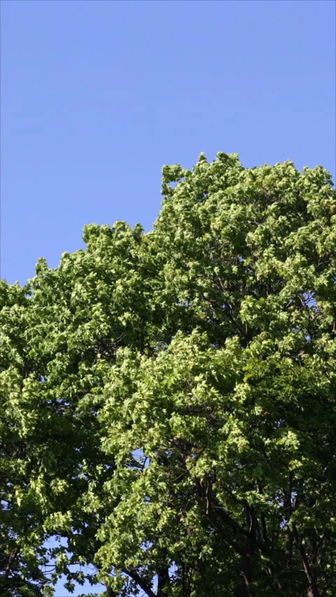 Vibrant Green Trees Basking In The Sunlight Set Against A Clear Blue Sky Stock Footage 302539867