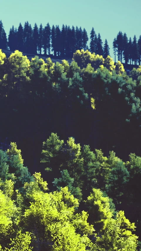 Vibrant green trees dance in the sunlight on a serene forest hillside Stock Footage 334241766