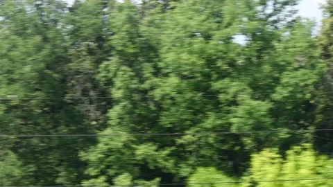 Vibrant green trees sway gently in the breeze Stock Footage 345237847