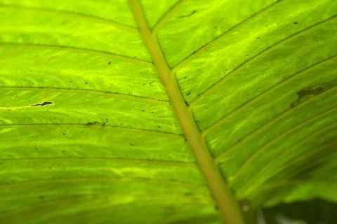 Vibrant Green Tropical Leaf Close-Up with Yellow Veins Iguazu Stock Photos