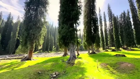 Vibrant Green Valley with Dense Pine Tree Forest and Riverbed Xinjiang China Stock Footage 339161634