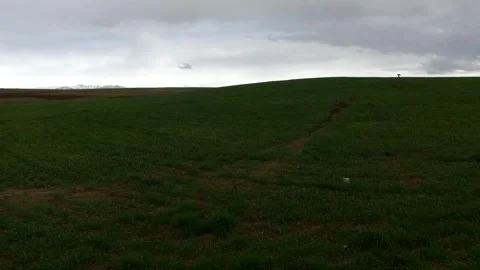The vibrant green wheat fields cultivated using dry, stock footage. Stock Footage 304934788