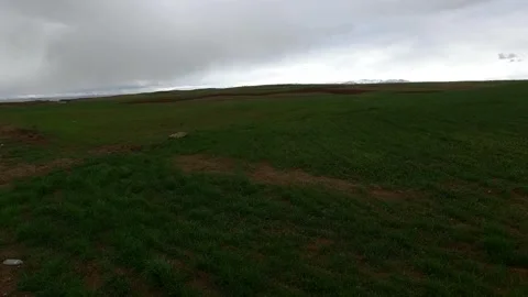 Vibrant green wheat fields cultivated through dry farming, stock footage. Stock Footage 304936554