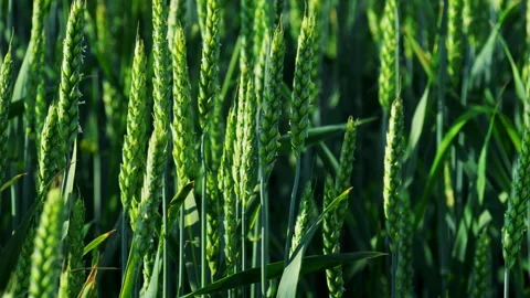 The Vibrant Green Wheat Fields Displaying Their Early Growth Stage Amidst Stock Footage 311282942