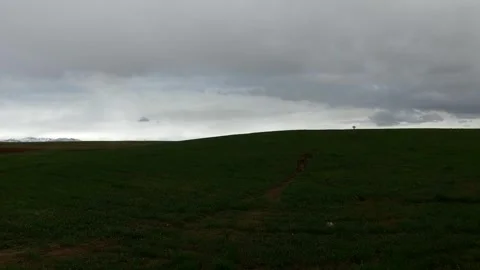 Vibrant green wheat fields grown through dry farming, stock footage. Stock Footage 304934790