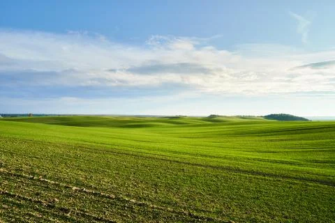 Vibrant green wheat fields on rolling hills under clouds of sunny sky. Serene Stock Photos