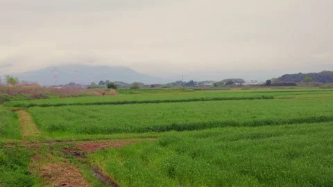 Vibrant green wheat fields under a cloudy sky in Ogori, Fukuoka Vídeos de archivo 332740228