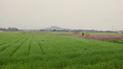 Vibrant green wheat fields under a cloudy sky in Ogori, Fukuoka Stock Footage 332740230