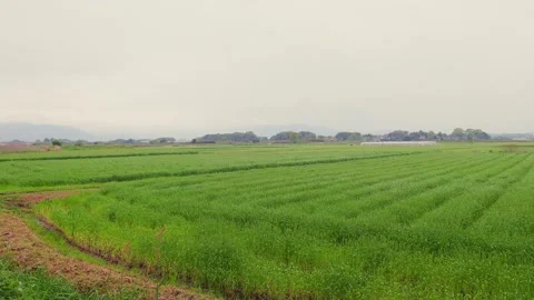 Vibrant green wheat fields under a cloudy sky in Ogori, Fukuoka Stock Footage 332740232