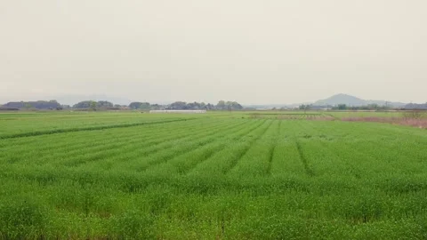 Vibrant green wheat fields under a cloudy sky in Ogori, Fukuoka Stock Footage 332740235