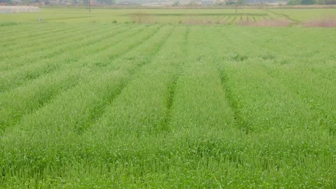 Vibrant green wheat fields under a cloudy sky in Ogori, Fukuoka Stock Footage 332740237