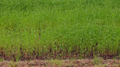 Vibrant green wheat fields under a cloudy sky in Ogori, Fukuoka Stock Footage 332740244