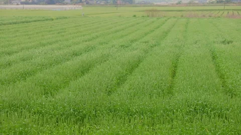 Vibrant green wheat fields under a cloudy sky in Ogori, Fukuoka Stock Footage 332740246