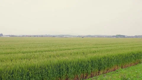 Vibrant green wheat fields under a cloudy sky in Ogori, Fukuoka Stock Footage 332740276