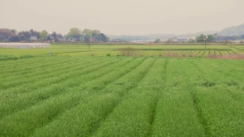 Vibrant green wheat fields under a cloudy sky in Ogori, Fukuoka Stock Footage 332740277