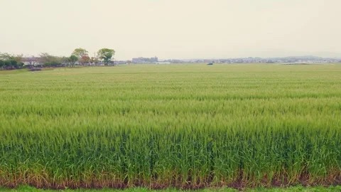 Vibrant green wheat fields under a cloudy sky in Ogori, Fukuoka Stock Footage 332740284