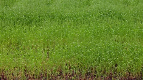 Vibrant green wheat fields under a cloudy sky in Ogori, Fukuoka Stock Footage 332740287