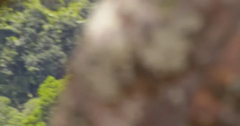 A vibrant Green-Winged Macaw soars over the treetops of Peru’s rainforest, its Video stock 304113108