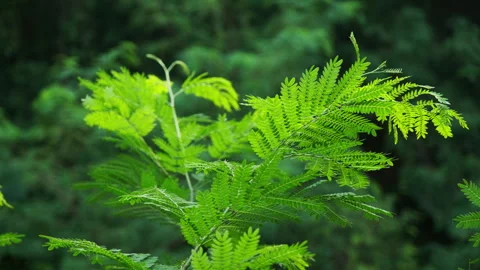 Vibrant Greenery: Close-up of Lush Plants Swaying Gently in Quiet Forest Park Vidéo 320031140