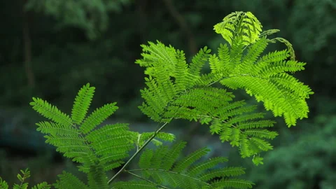 Vibrant Greenery: Close-up of Lush Plants Swaying Gently in Quiet Forest Park Vidéo 320031145