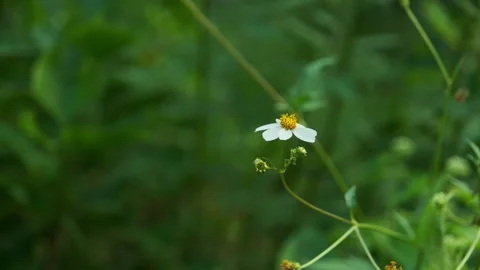Vibrant Greenery: Close-up of Lush Plants Swaying Gently in Quiet Forest Park Stock Footage 320031286