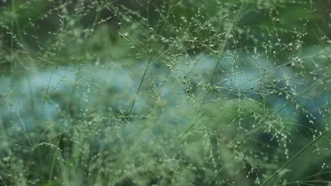 Vibrant Greenery: Close-up of Lush Plants Swaying Gently in Quiet Forest Park Vidéo 320031632