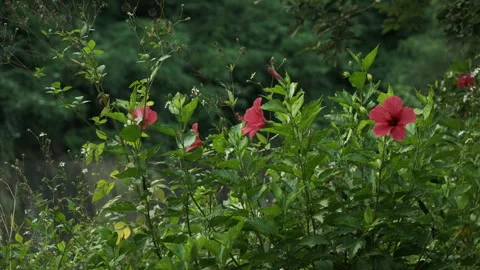 Vibrant Greenery: Close-up of Lush Plants Swaying Gently in Quiet Forest Park Stock Footage 320031984