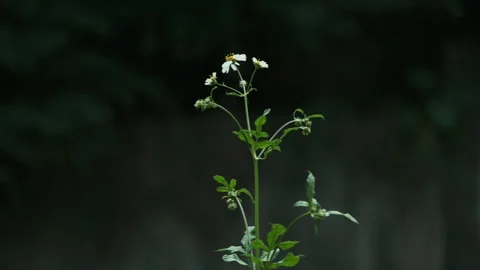 Vibrant Greenery: Close-up of Lush Plants Swaying Gently in Quiet Forest Park 스톡 동영상 320031990