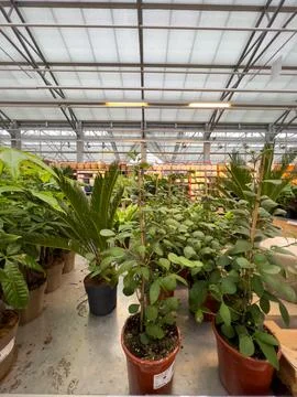A vibrant greenhouse showcases an array of plants, including palm and leafy v Stock Photos